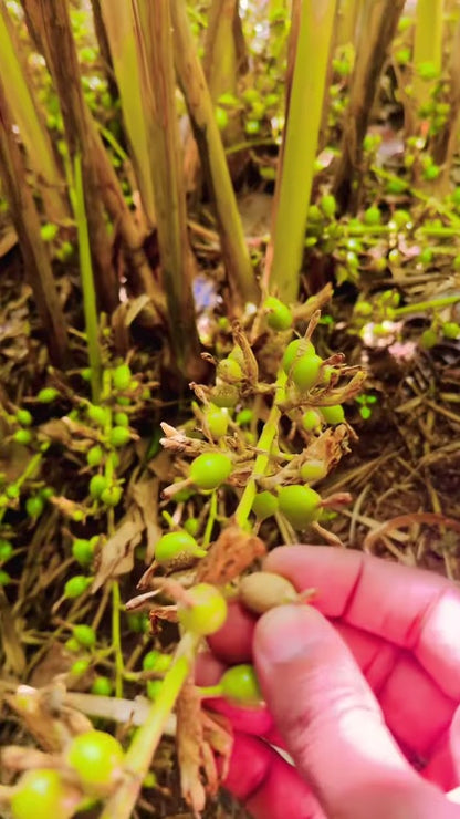 Cardamom Organic
